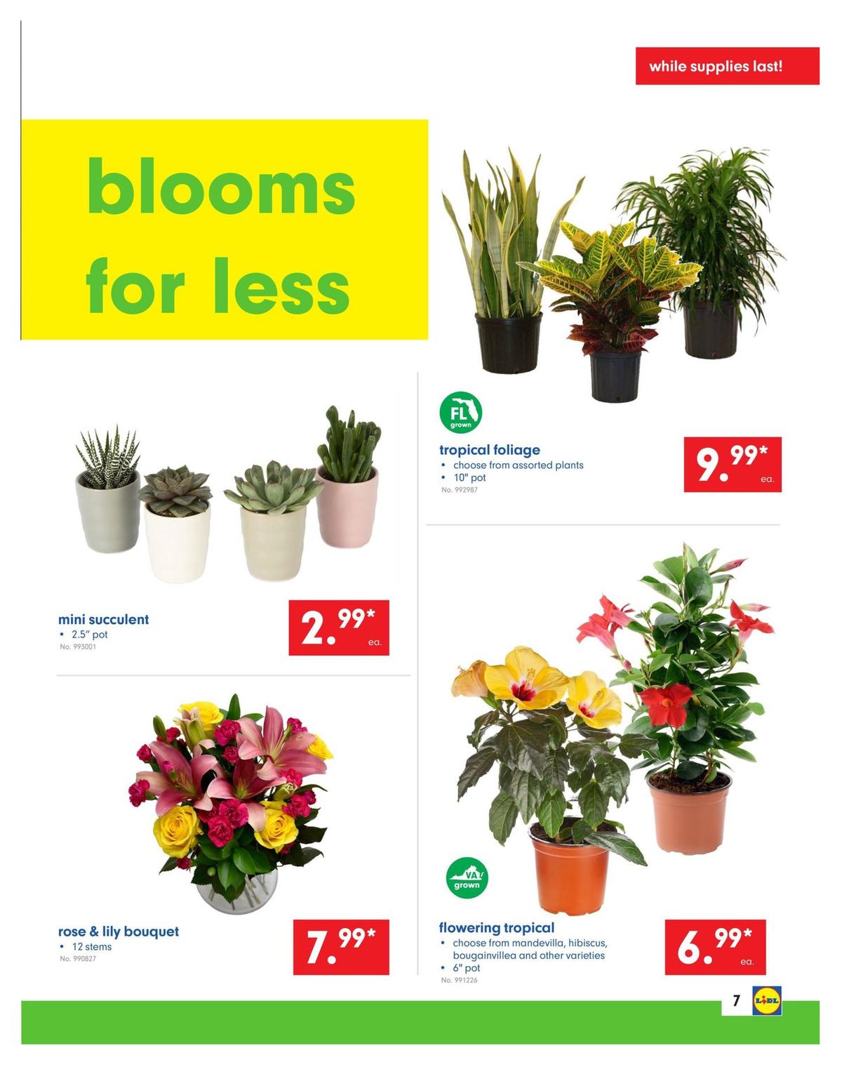 LIDL Weekly Ad from May 15