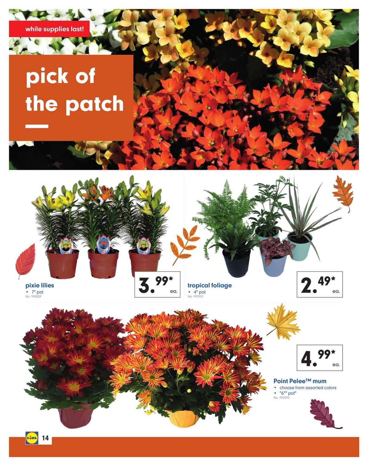 LIDL Weekly Ad from October 16