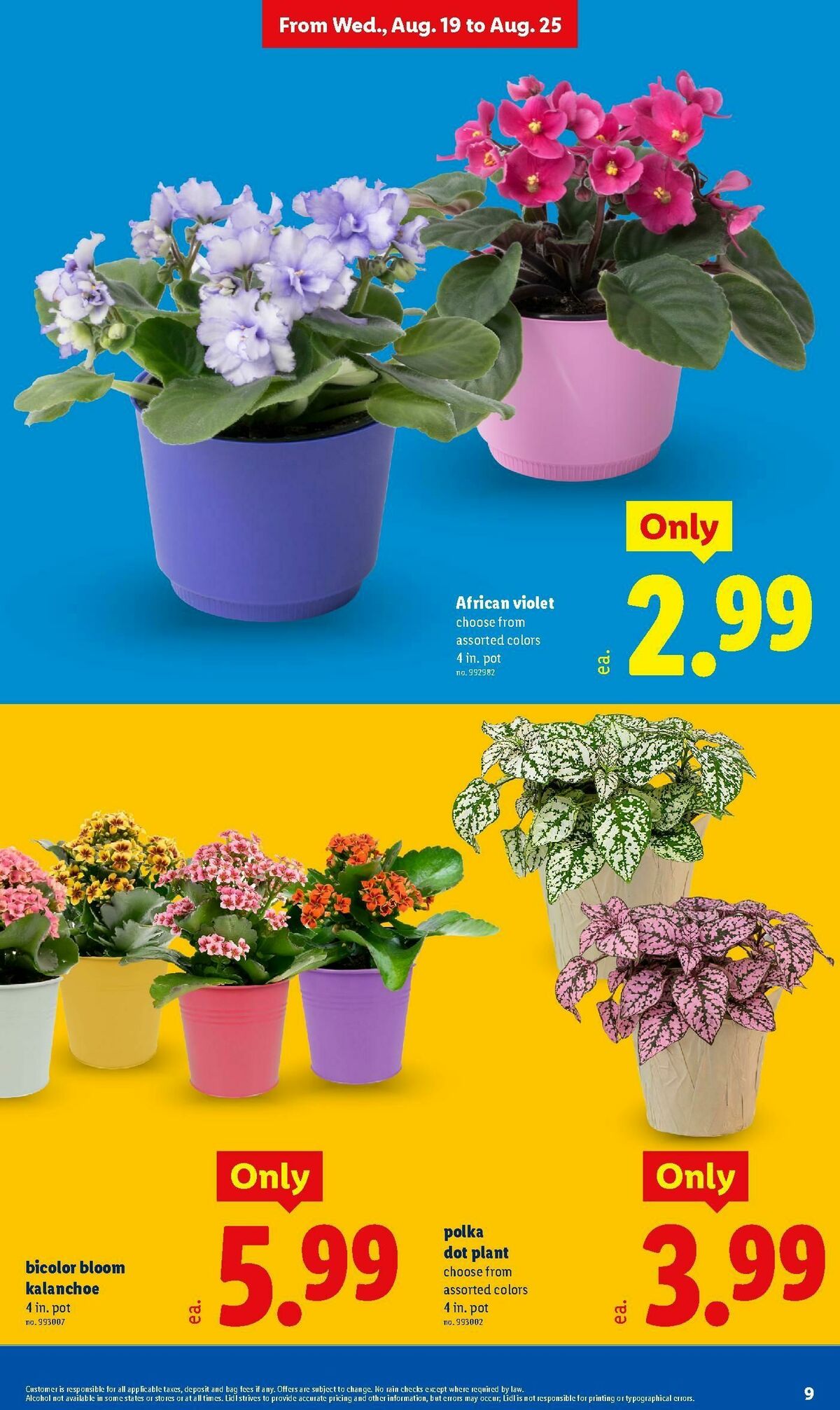 LIDL Weekly Ad from August 19